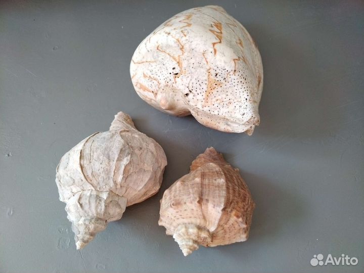 Морские ракушки