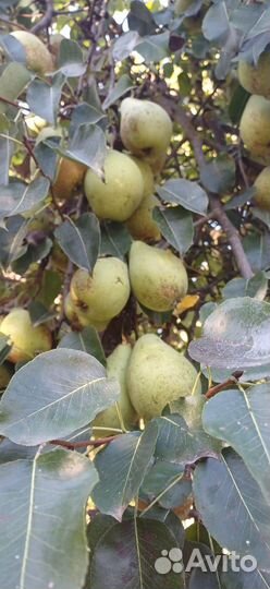 Продаётся груши