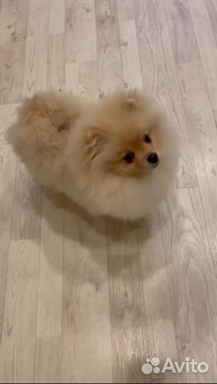 Подрощенный померанский мальчик с документами