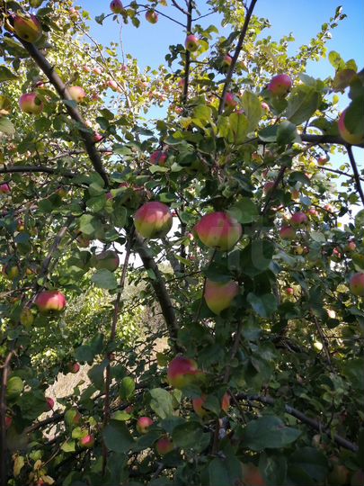 Участок 4,72 га (СНТ, ДНП)