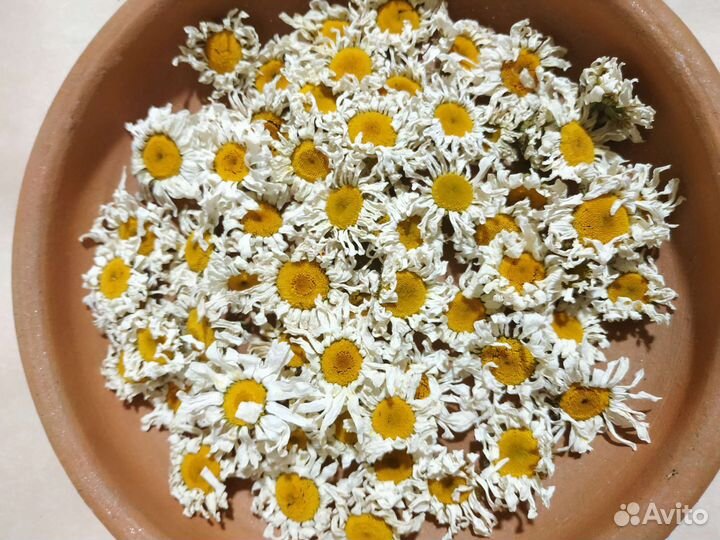 Нивяник ромашка крупная