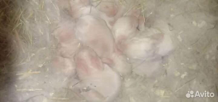 Калифорнийские кролики