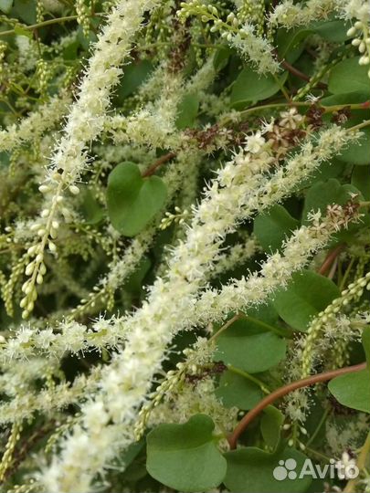 Бусенгольция