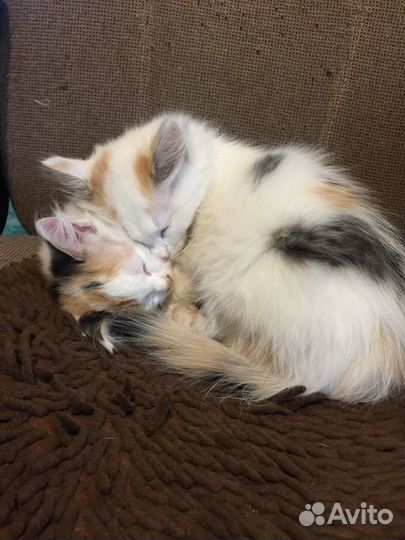 Котенок