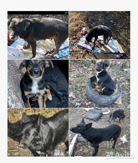 Собака в добрые руки