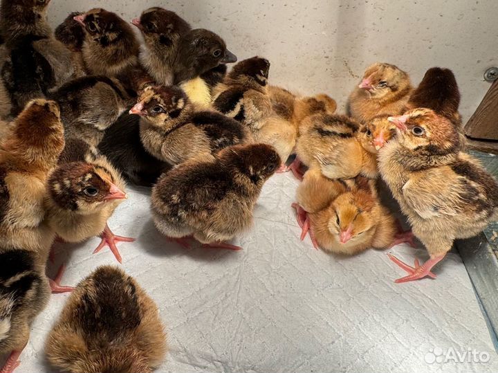 Цыплята кучинская юбилейная