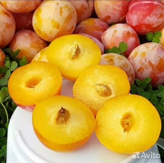 Слива То Че Сан