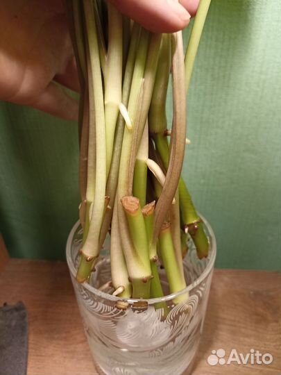 Черенки Сингониума вайт батерфляй