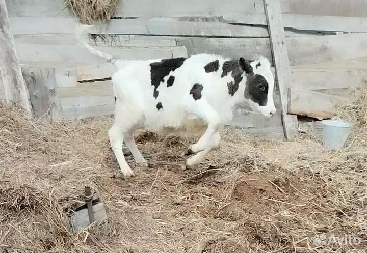 Продам бычка