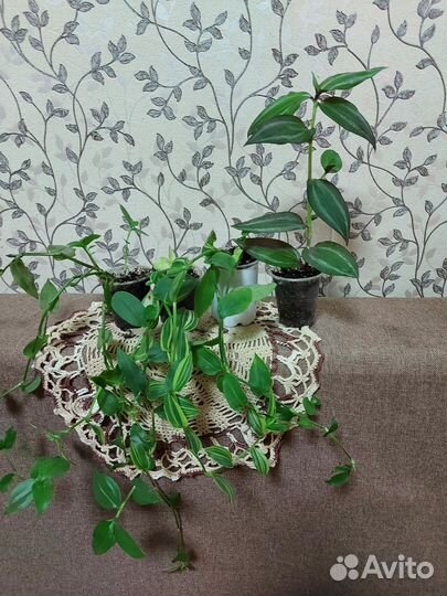 Комнатные растения