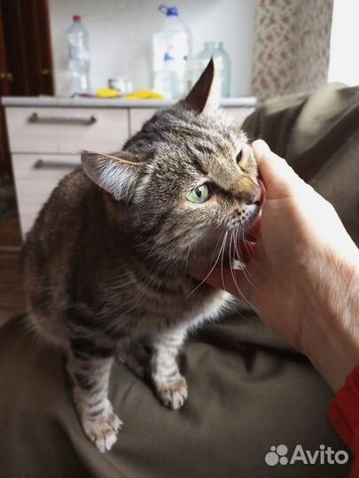 Кошка Бася с зелёными глазами