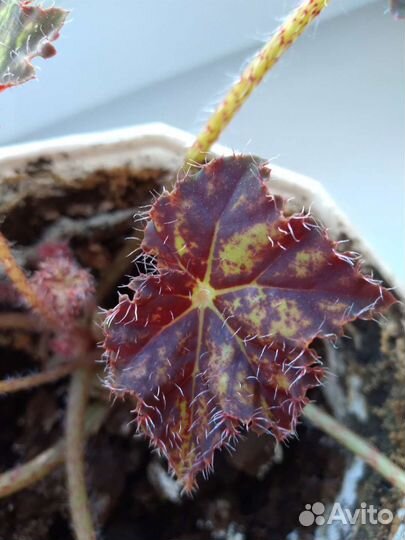 Бегония Клеопатра