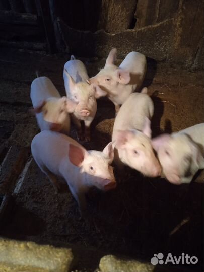 Домашние поросята