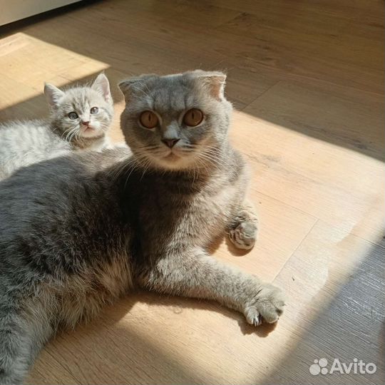 Котята в добрые руки 1.5 месяца