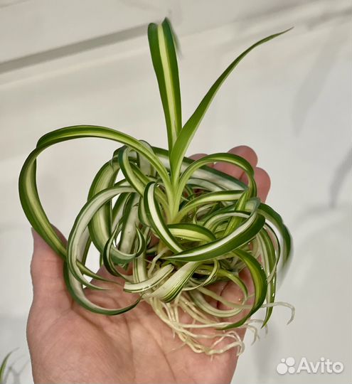 Хлорофитум