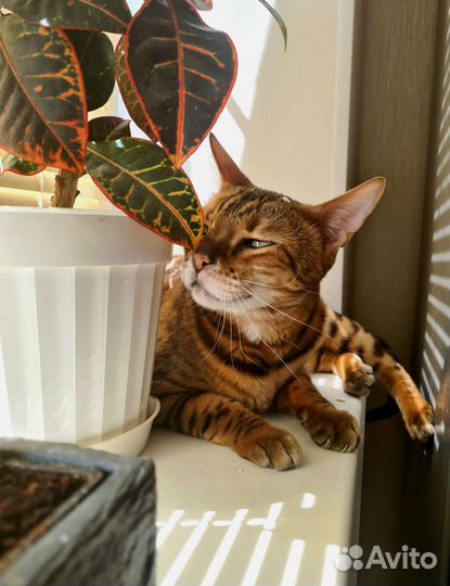 Бенгальский кот