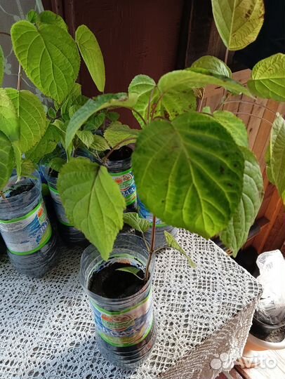 Гортензия саженцы