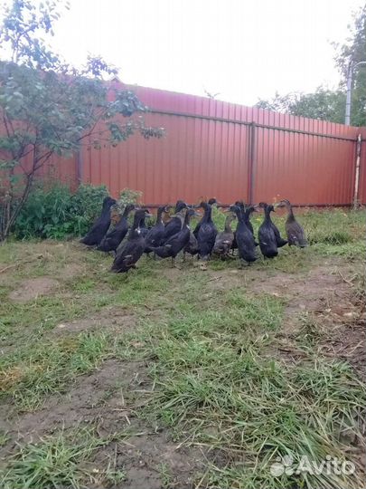 Утки индийский бегунок