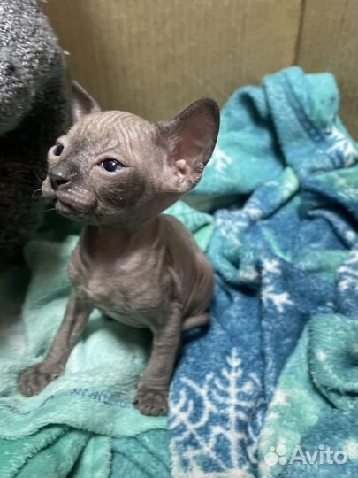 Донской сфинкс котята