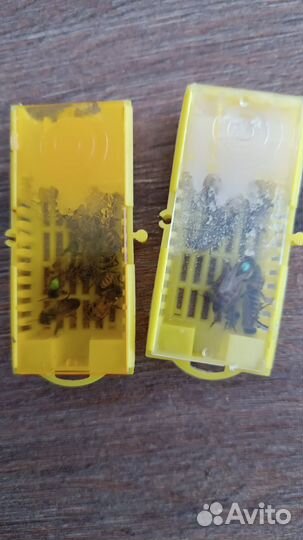 Матка плодная карника