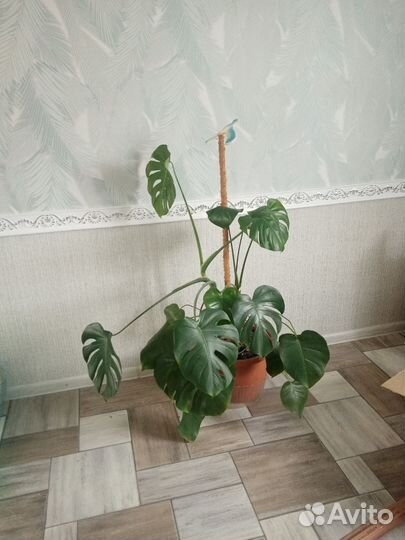 Монстера. Возможна доставка
