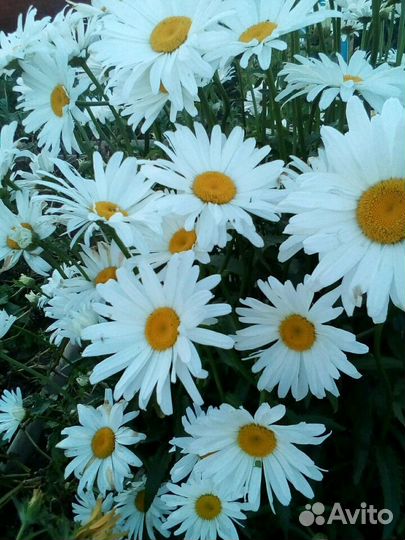 Саженцы с окс ромашка садовая