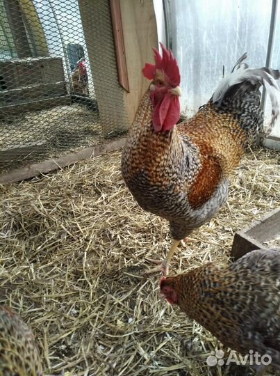 Продажа породной птицы