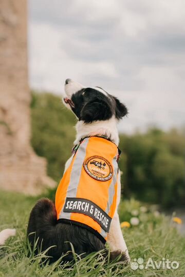 Воспитание, Дрессировка собак