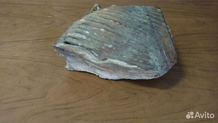 Зуб мамонта