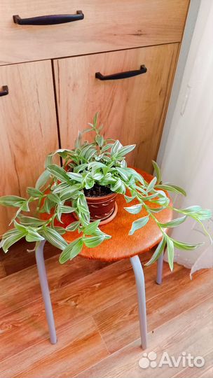 Комнатные растения