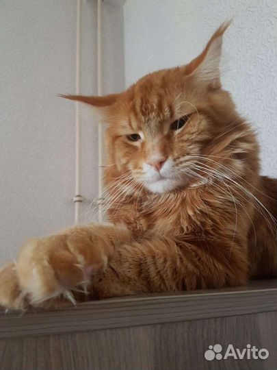 Вязка мейнкун