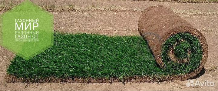 Рулонный газон