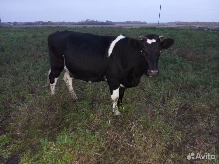 Корова, нетели, быки