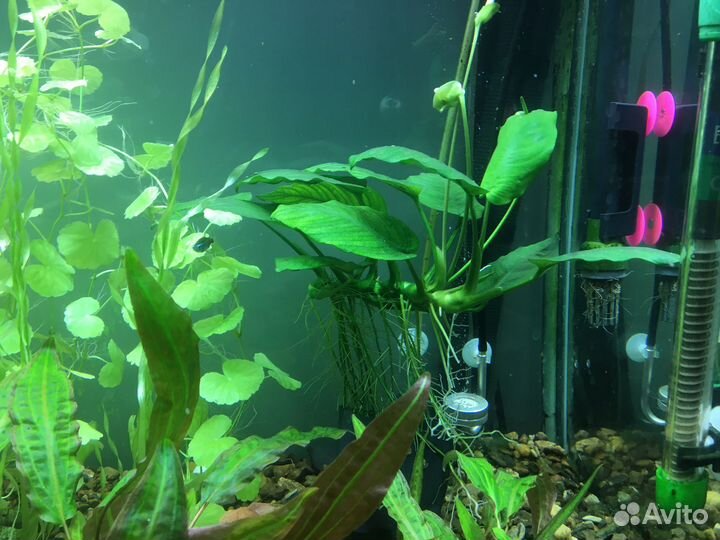Аквариумные растения
