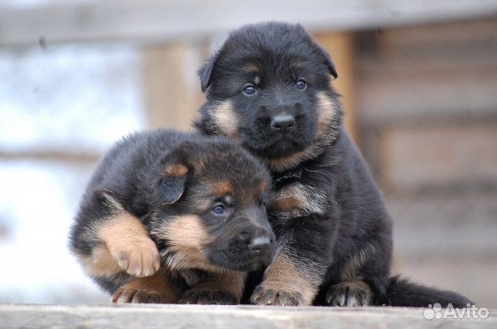 Щенки немецкой овчарки