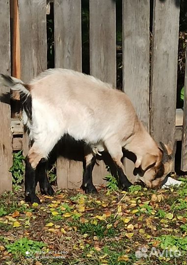 Продаю молочных коз