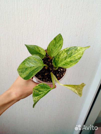 Комнатные цветы