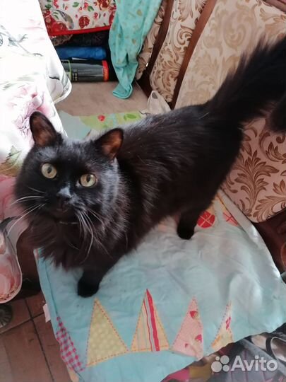 Отдам кошку