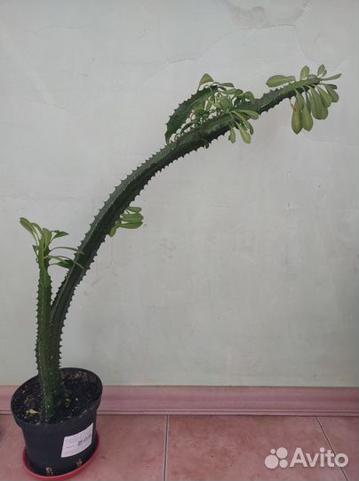 Комнатные цветы молочай