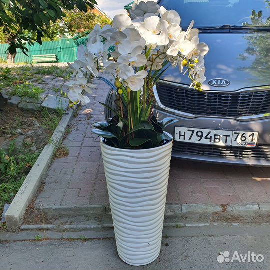 Орхидея. Любые композиции на заказ