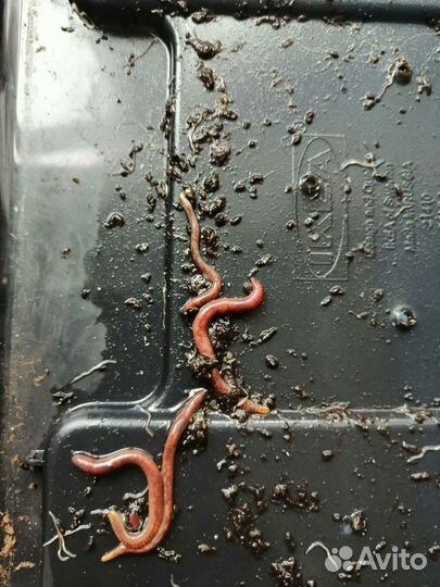 Черви старатель, домашние