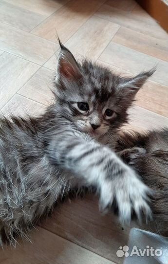Котята мейн-кун