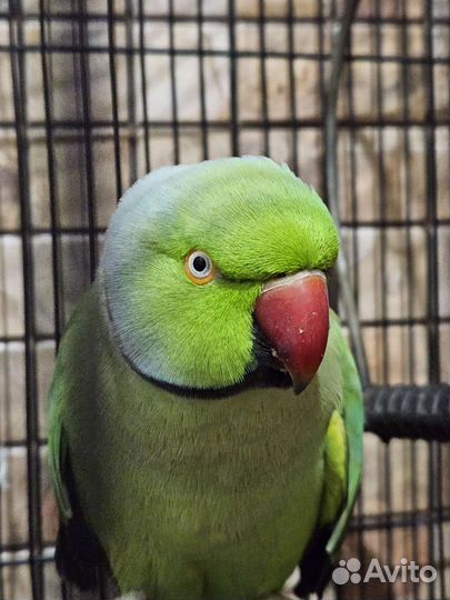 Ожереловый попугай