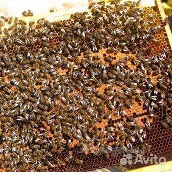 Пчелосемьи. Пчелопакеты