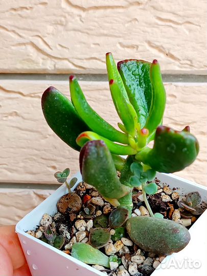 Консул хоббит, Бегония тигровая