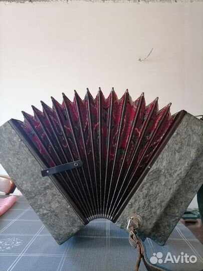 Гармонь кубань