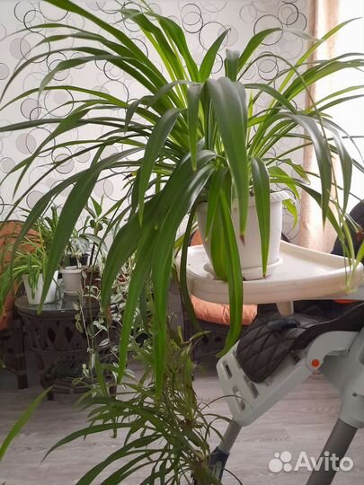 Хлорофитум