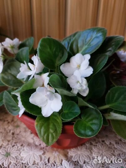 Цветы фиалки есть хатиора, сансевиерика цилиндр