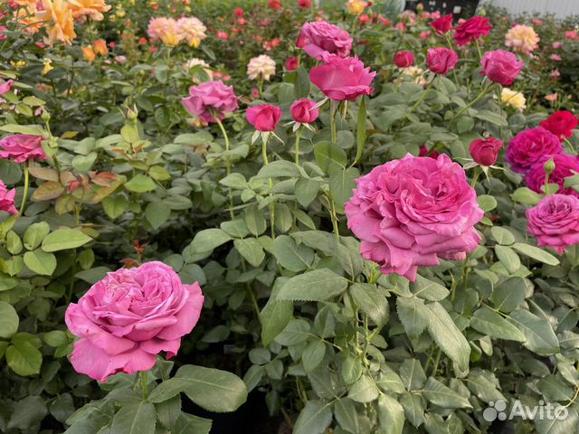 Саженцы роз с закрытой корневой системой