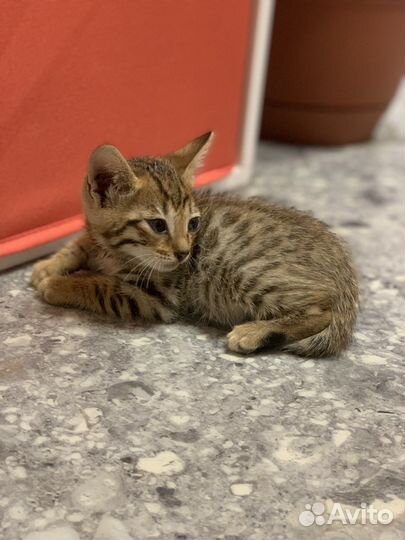 Бенгальская